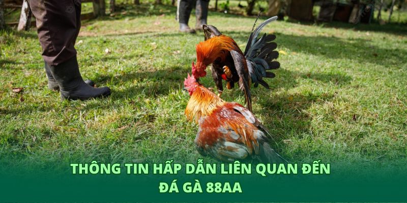 Thông tin hấp dẫn liên quan đến đá gà 88AA